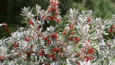 Photo of Cuidados com a planta Teucrium heterophyllum ou Jocama