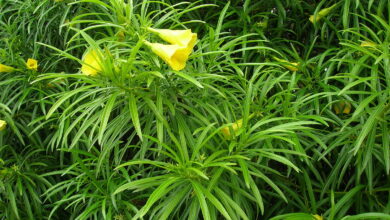 Photo of Cuidados com a planta Thevetia peruviana, Yellow Oleander ou Tevetia
