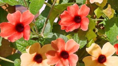 Photo of Cuidados com a planta Thunbergia alata ou Susan de olhos negros