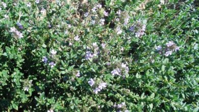 Photo of Cuidados com a planta Thymus vulgaris ou Thyme