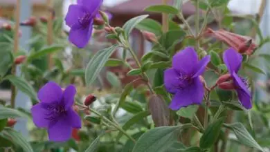 Photo of Cuidados com a planta Tibouchina urvilleana, Planta de la gloria ou Tibuchina