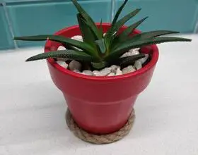 Photo of Cuidados com a planta Tillandsia aeranthos ou Air Carnation