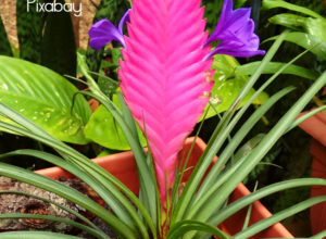 Photo of Cuidados com a planta Tillandsia cyanea, Tilansia ou Tilandsia