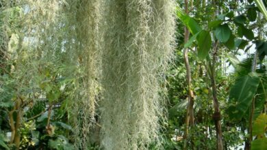 Photo of Cuidados com a planta Tillandsia usneoides ou musgo espanhol