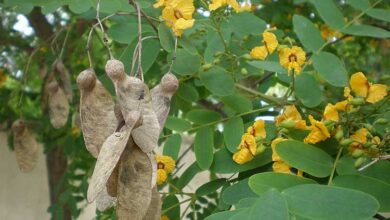 Photo of Cuidados com a planta Tipuana tipu, Palo rosa ou Tipa