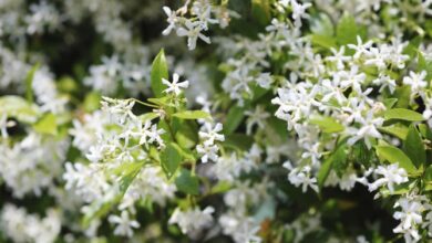 Photo of Cuidados com a planta Trachelospermum jasminoides ou falso jasmim