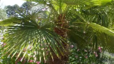 Photo of Cuidados com a planta Trachycarpus fortunei ou Palm excelsa