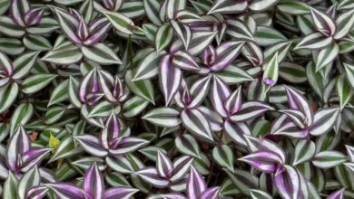 Photo of Cuidados com a planta Tradescantia fluminensis ou o amor do homem