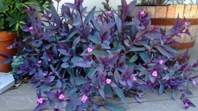 Photo of Cuidados com a planta Tradescantia pallida ou Purpurina