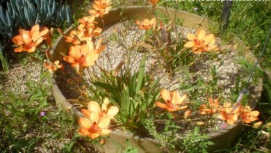 Photo of Cuidados com a planta Tritonia crocata ou Crocosmia crocata