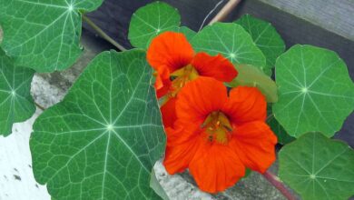 Photo of Cuidados com a planta Tropaeolum majus ou Capuchina