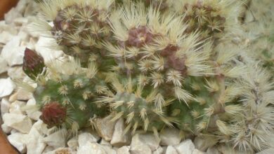 Photo of Cuidados com a planta Tunilla corrugata ou Opuntia longispina