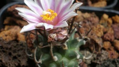 Photo of Cuidados com a planta Turbinicarpus alonsoi ou Biznaguita