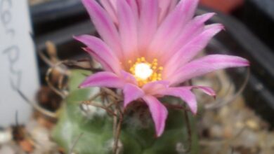 Photo of Cuidados com a planta Turbinicarpus roseiflorus ou Biznaga cone invertido flor rosa