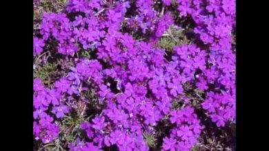 Photo of Cuidados com a planta Verbena bonariensis ou Verbena roxa