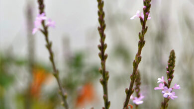 Photo of Cuidados com a planta Verbena officinalis, Verbena Comum ou Erva Sagrada