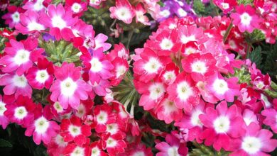 Photo of Cuidados com a planta Verbena x hybrida ou Verbena hortensis