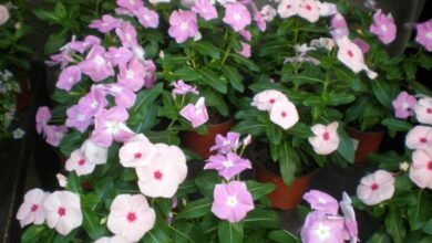 Photo of Cuidados com a planta Vinca rosea, Alcandórea ou Hierba doncella