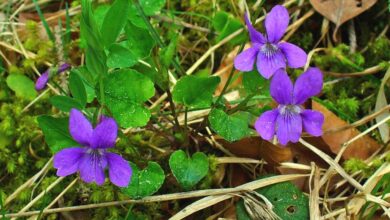 Photo of Cuidados com a planta Viola odorata ou Violet