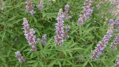 Photo of Cuidados com a planta Vitex agnus-castus, Chasteberry ou Agnocasto