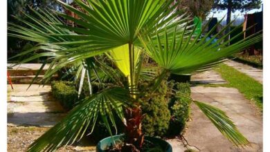 Photo of Cuidados com a planta Washingtonia robusta ou Palma de leque mexicana