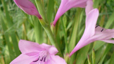 Photo of Cuidados com a planta Watsonia borbonica ou Watsonia roxo