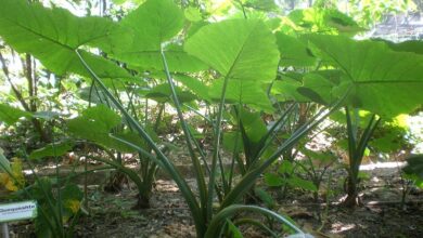 Photo of Cuidados com a planta Xanthosoma, Xantosoma ou Yautia