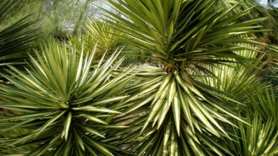 Photo of Cuidados com a planta Yucca aloifolia ou Yucca pinchuda