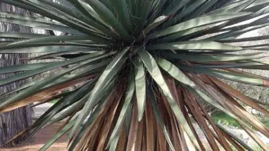 Photo of Cuidados com a planta Yucca carnerosana ou Palma Samandoca