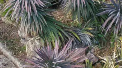 Photo of Cuidados com a planta Yucca Desmetiana ou Yucca