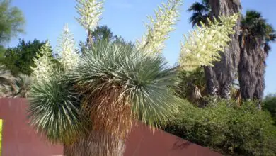Photo of Cuidados com a planta Yucca rostrata ou Amole