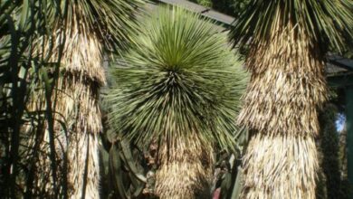 Photo of Cuidados com a planta Yucca thompsoniana ou Palmilla