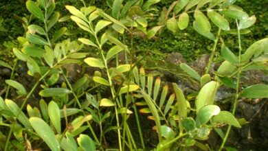 Photo of Cuidados com a planta Zamia furfuracea ou Palma bola