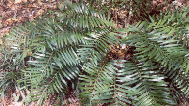 Photo of Cuidados com a planta Zamia pumila ou Florida arrowroot