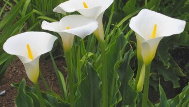 Photo of Cuidados com a planta Zantedeschia aethiopica, Alcatraz ou Cala