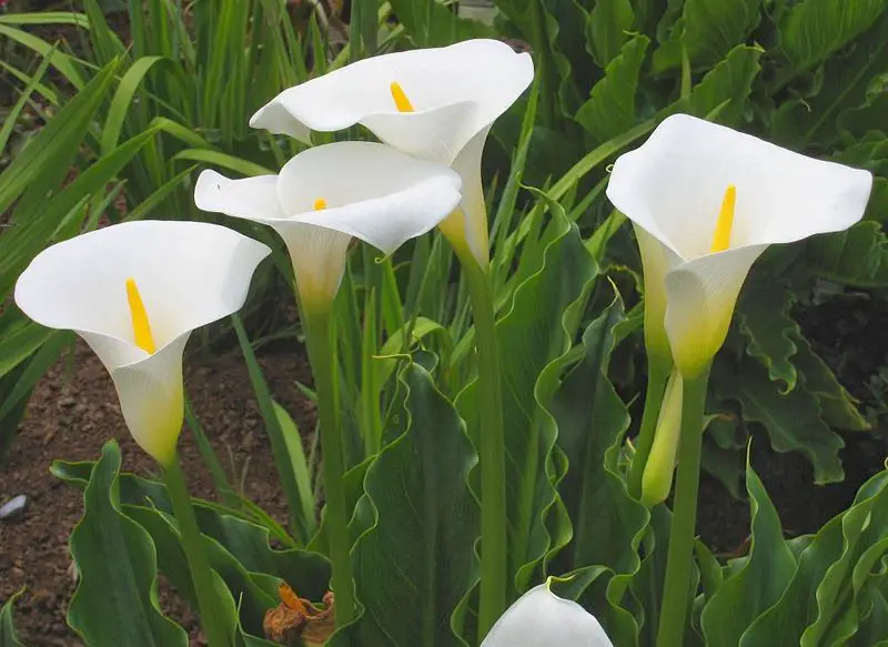 Cuidados com a planta Zantedeschia aethiopica, Alcatraz ou Cala - Noticias De Jardim