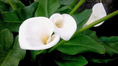 Photo of Cuidados com a planta Zantedeschia rehmannii ou Cala rosa