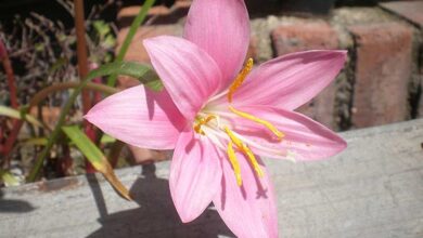 Photo of Cuidados com a planta Zephyranthes carinata ou Cefirante