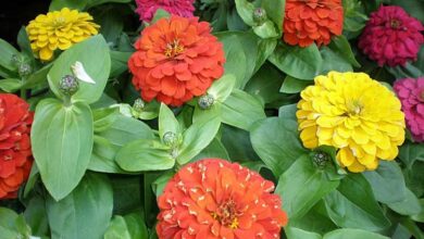 Photo of Cuidados com a planta Zinnia elegans, Mystic Rose ou Zinia