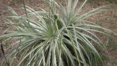 Photo of Cuidados com a Puya chilensis ou planta Chagual