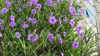 Photo of Cuidados com a Ruellia brittoniana ou petúnia mexicana