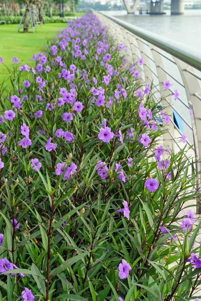 Cuidados com a Ruellia brittoniana ou petúnia mexicana