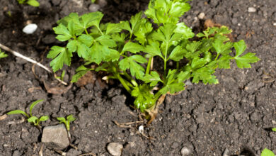 Photo of Cuidados com a Salsa de Inverno: Cultivar a Salsa no Tempo Frio