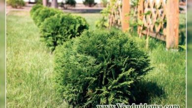 Photo of Cuidados com a Thuja plicata ou árvore da vida