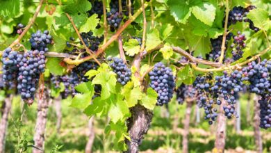 Photo of Cuidados com a Vitis vinifera, a videira ou a planta da videira