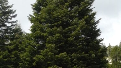 Photo of Cuidados com Abies cilicica ou Cilician spruce