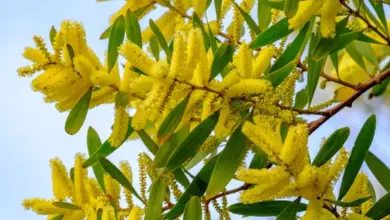 Photo of Cuidados com Acacia longifolia ou Golden Mimosa