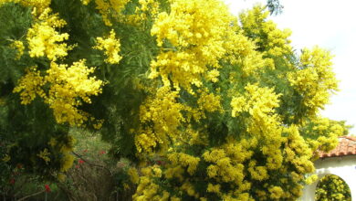 Photo of Cuidados com Acacia paradoxa ou Acacia spinosa