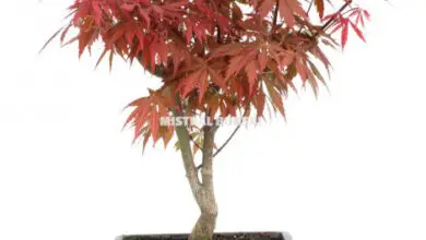 Photo of Cuidados com Acer palmatum ou bordo japonês