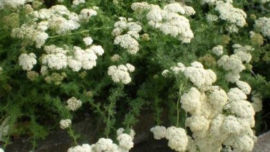 Photo of Cuidados com Achillea abrotanoides ou yarrow